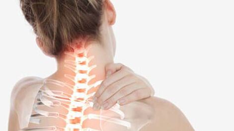 Osteocartilage of the cervical vertebra
