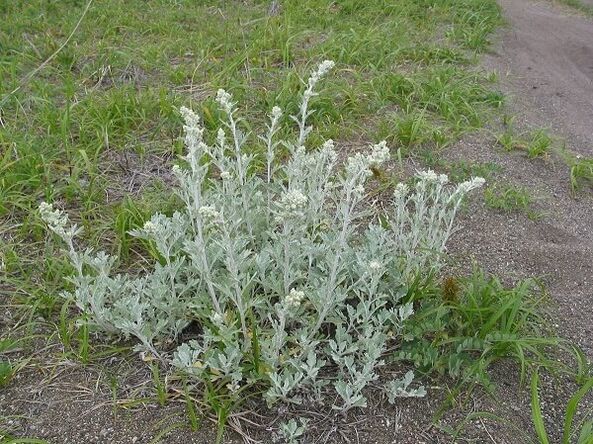 Wormwood in the treatment of spinal osteochondrosis
